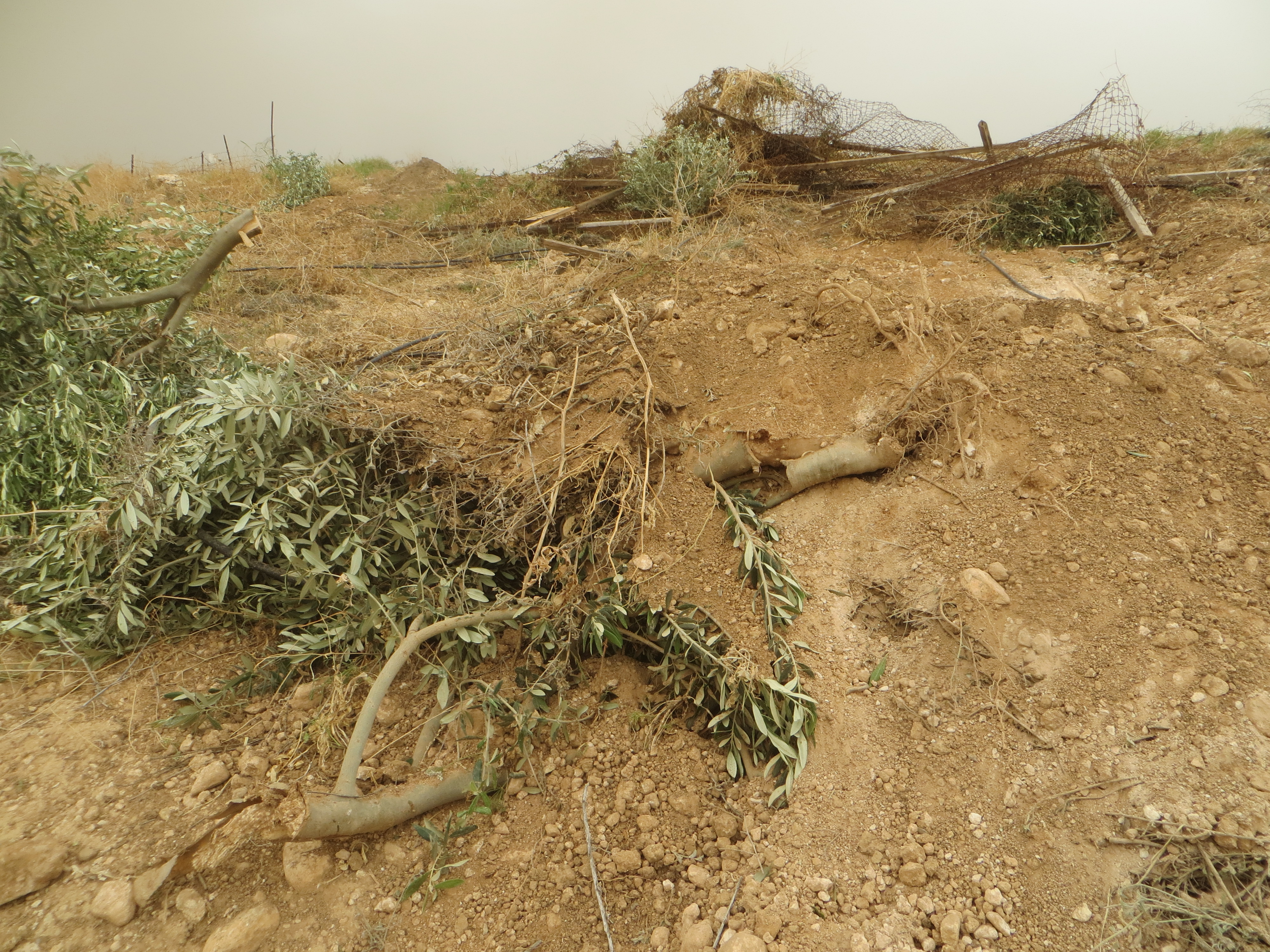 Le forze di occupazione distruggono un oliveto palestinese nel villaggio di Bardala.