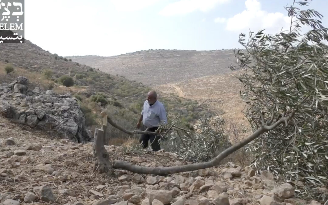 Coloni israeliani tagliano 300 alberi d’ulivo del villaggio di al-Jab’ah, Distretto di Hebron
