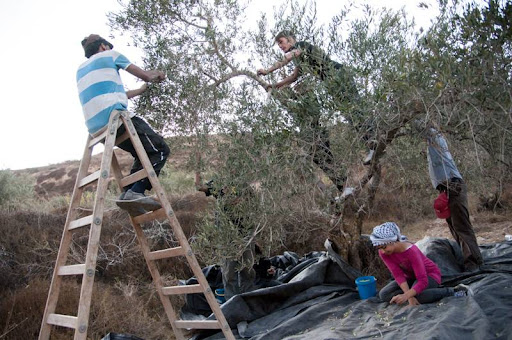 Sostieni chi difende la raccolta delle olive in Palestina!