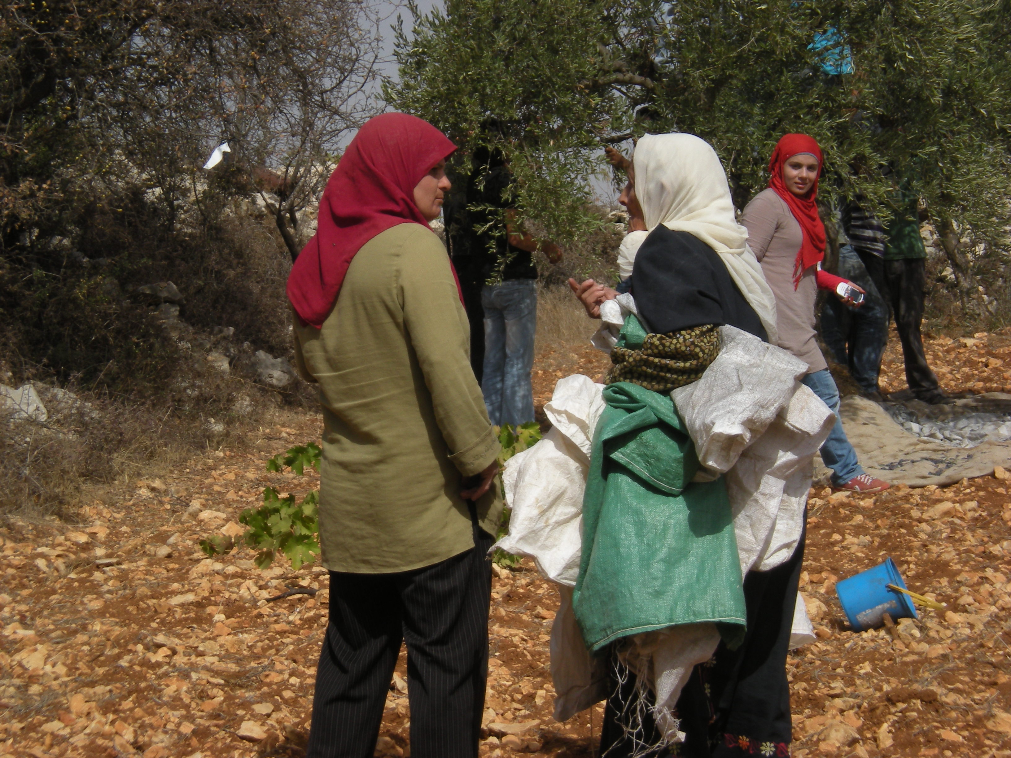 Accompagnamento internazionale nonviolento alla raccolta delle Olive