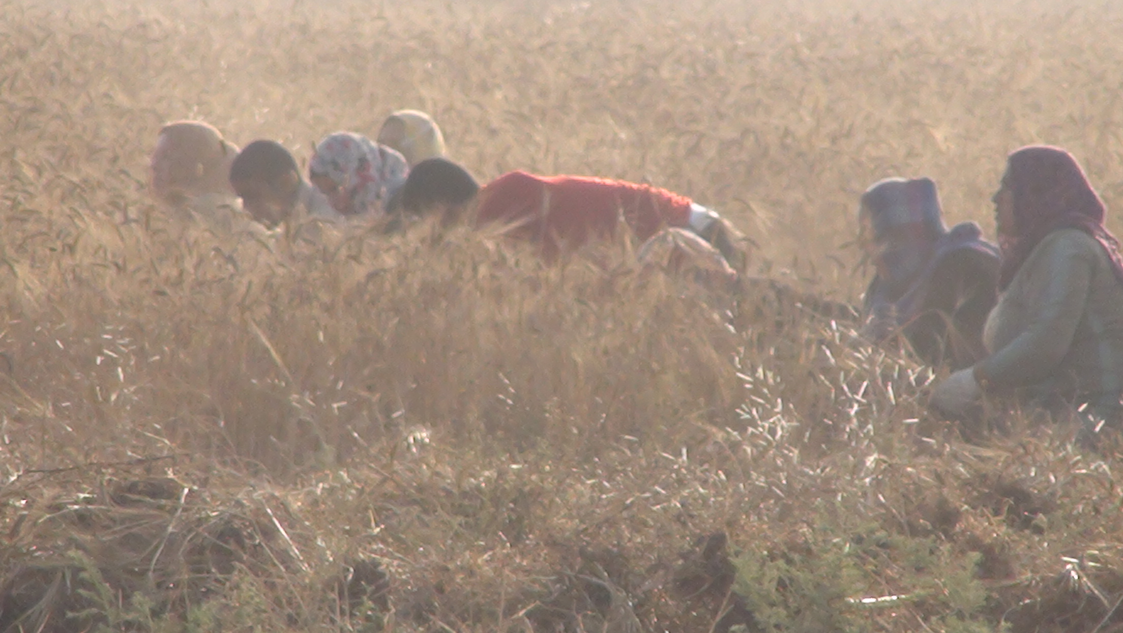 Raccolta del grano a Gaza i contadini vengono sparati al confine