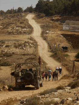 Raccolta Olive, i racconti degli Interventi civili di Pace in Palestina.