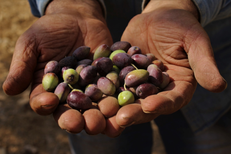 Raccolta delle Olive in Palestina: poche olive, molti coloni e soldati!