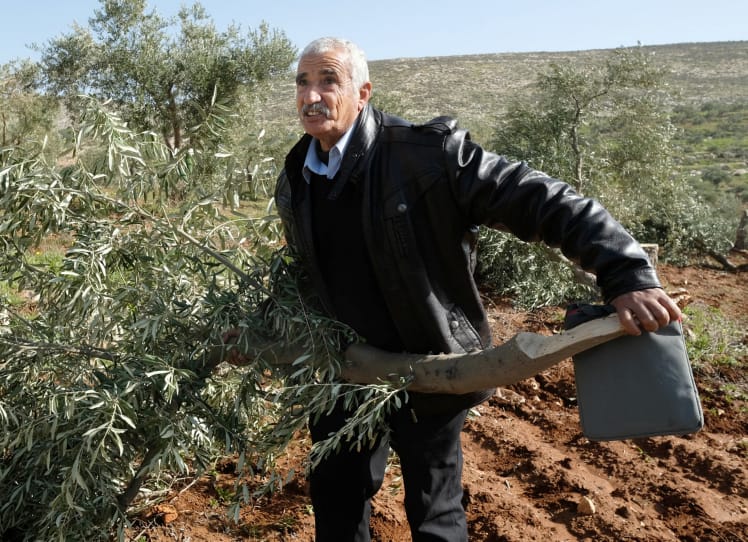 I sadici che hanno distrutto un pluridecennale oliveto palestinese possono dormire sonni tranquilli.