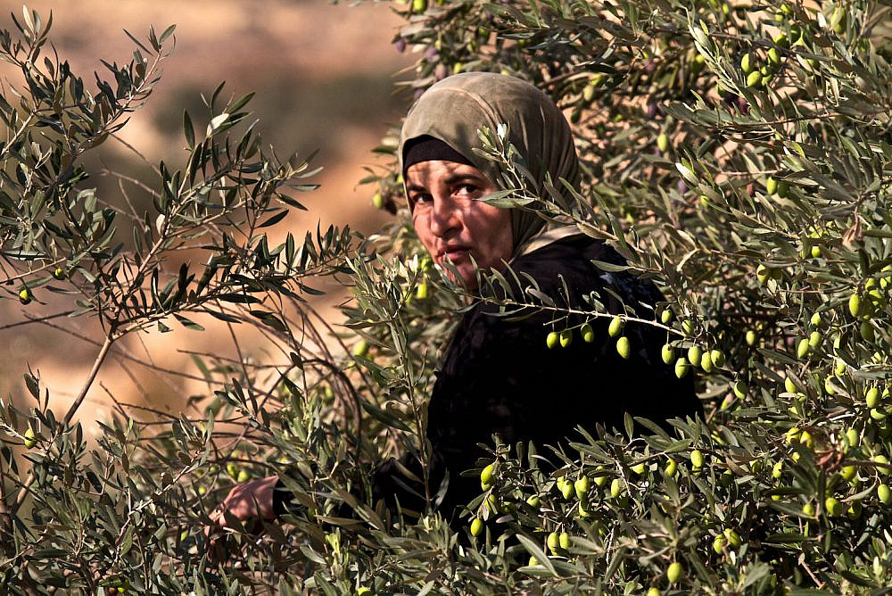 Gli alberi d’ulivo raccontano la storia della spoliazione avvenuta in Palestina