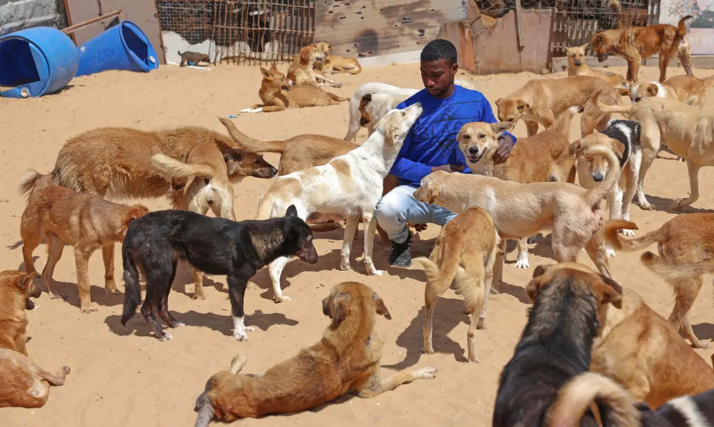Pet rescue a Gaza: la missione di un uomo per prendersi cura degli animali abbandonati