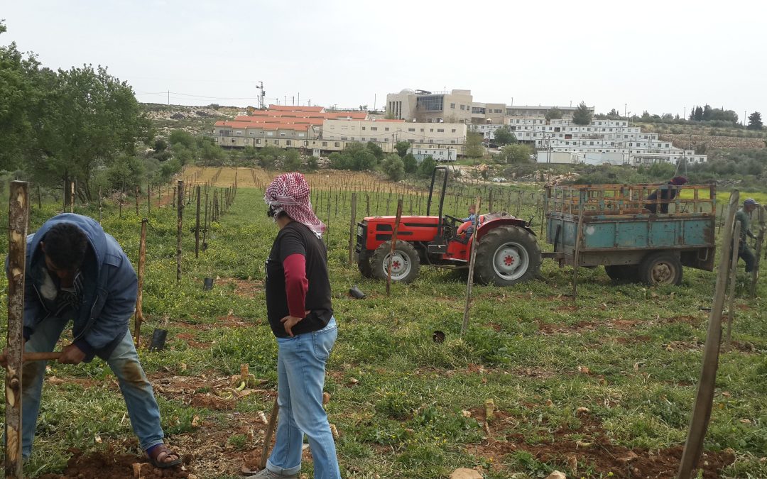 Lettera di un agricoltore palestinese