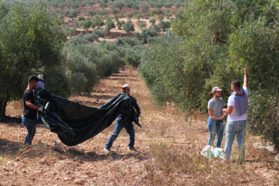 Sosteniamo la raccolta delle olive in Palestina!
