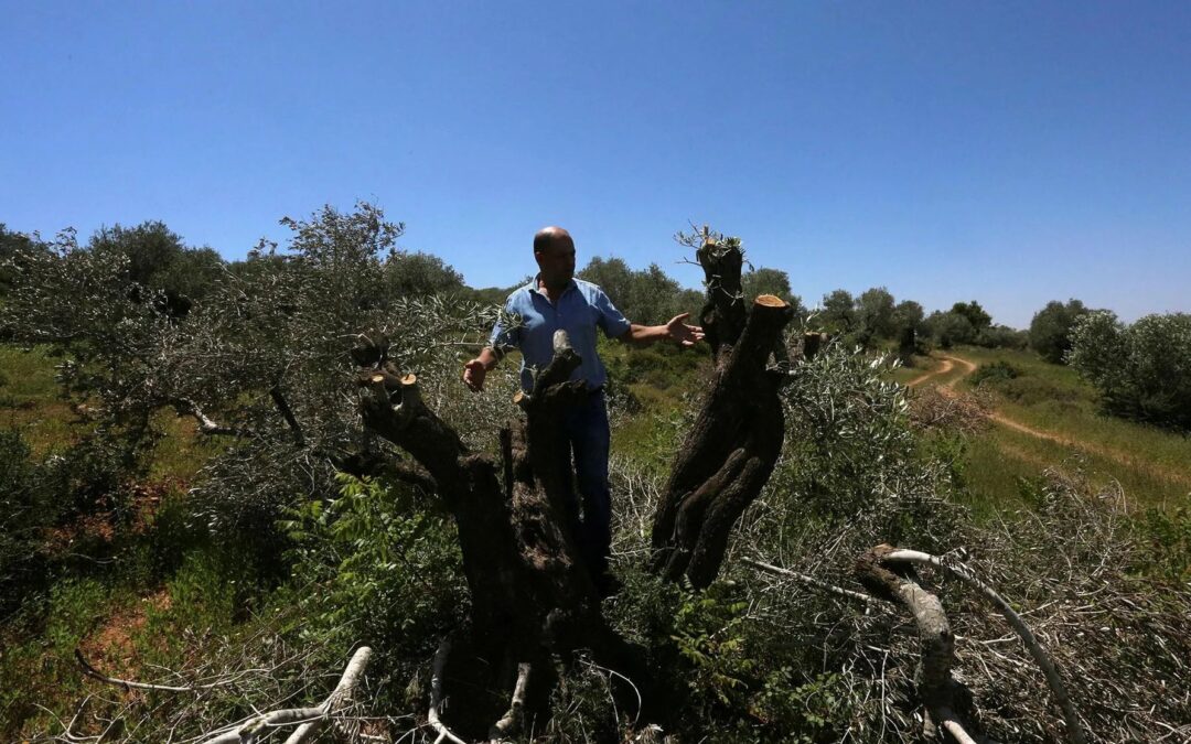5.000 alberi vandalizzati nei villaggi palestinesi della Cisgiordania in meno di cinque mesi