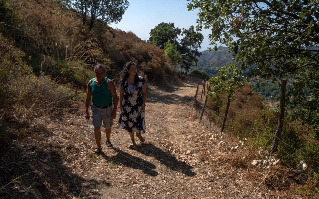 Olivi di Calabria e di Palestina