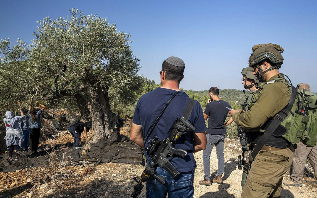 La raccolta delle olive in Cisgiordania “più pericolosa che mai” all’ombra della guerra
